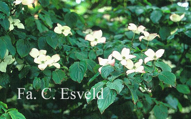 Cornus kousa 'Satomi'