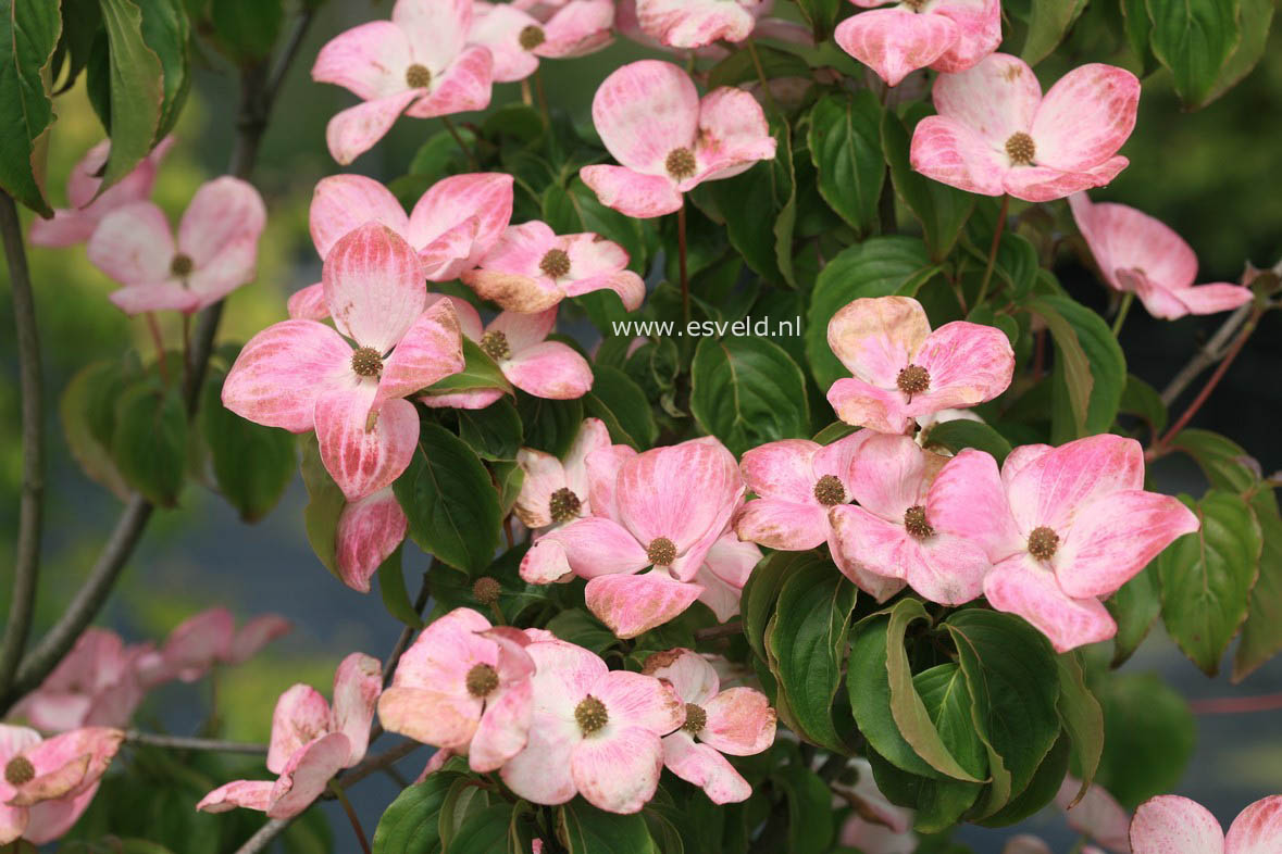 Cornus kousa 'Schmred' (HEART THROB)