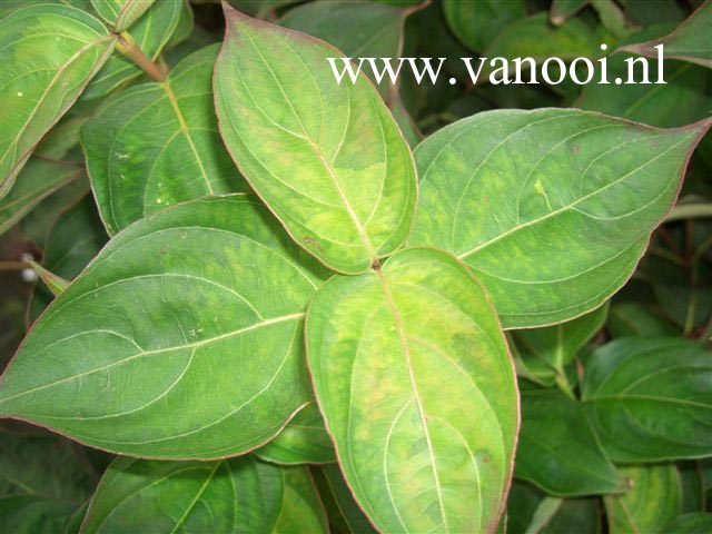 Cornus kousa 'Temple Jewel'