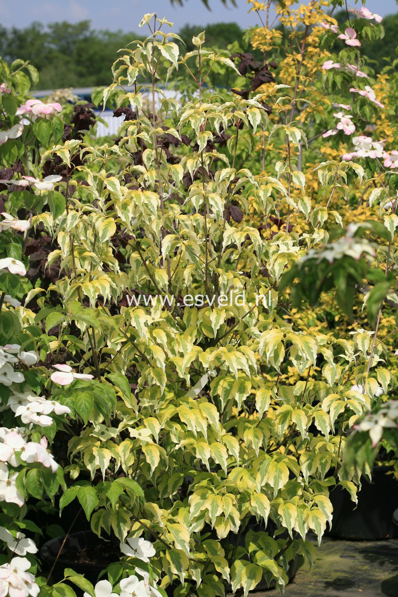 Cornus kousa 'Tri-Splendor'