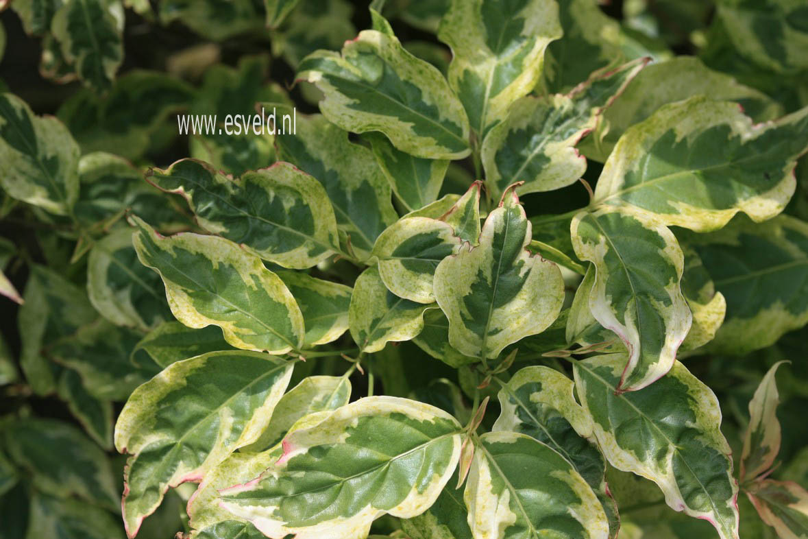 Cornus kousa 'Willy Boy'