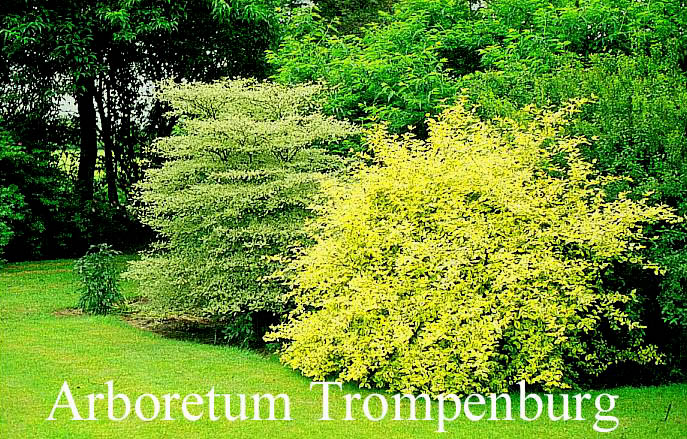 Cornus mas 'Aurea Elegantissima'