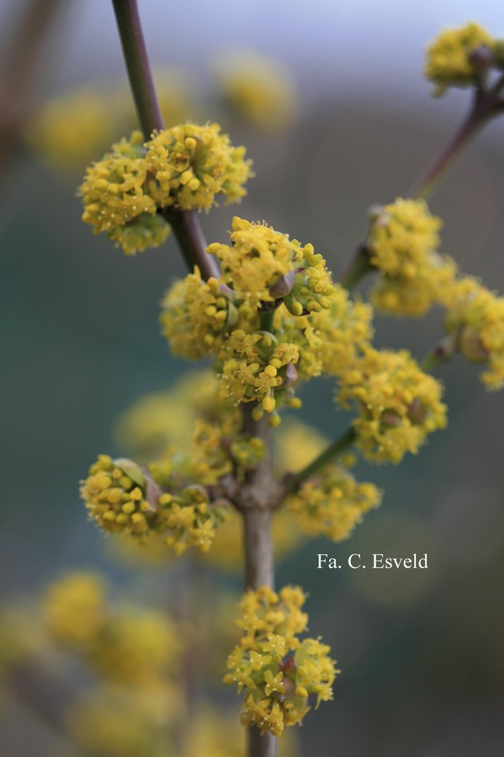 Cornus mas 'Golden Glory'