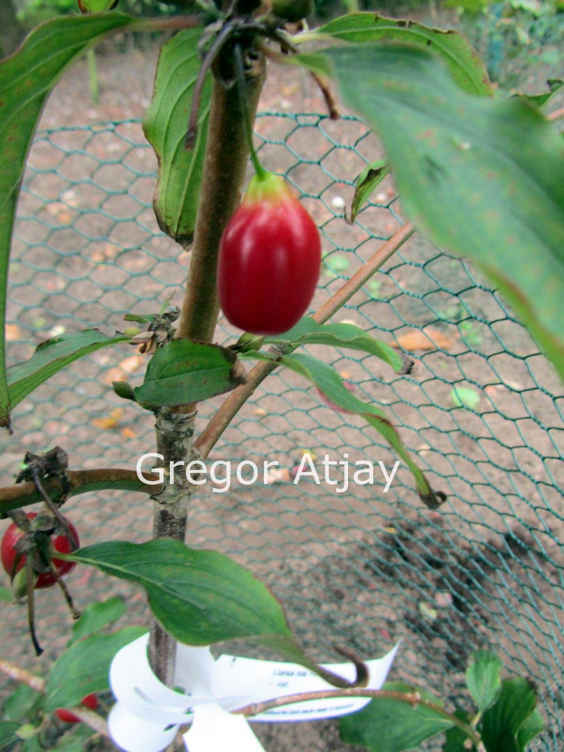 Cornus mas 'Pioneer'