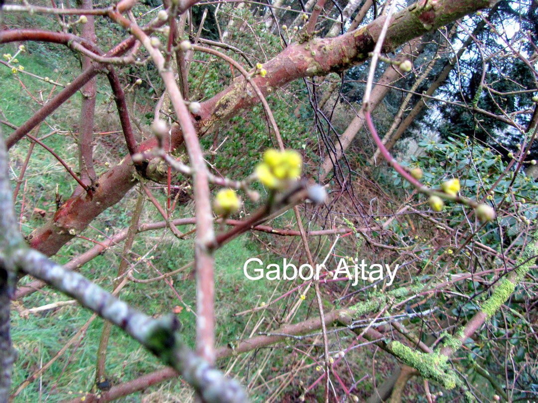 Cornus mas 'Pyramidalis'