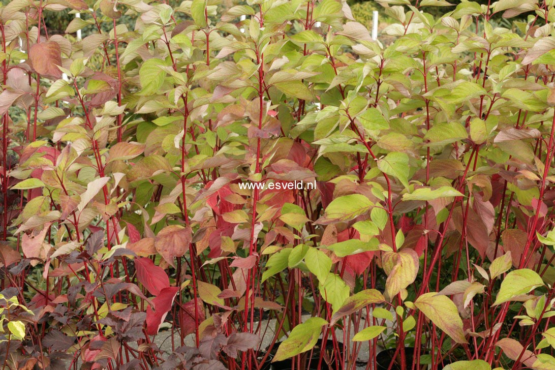 Cornus sericea 'Coral Red'