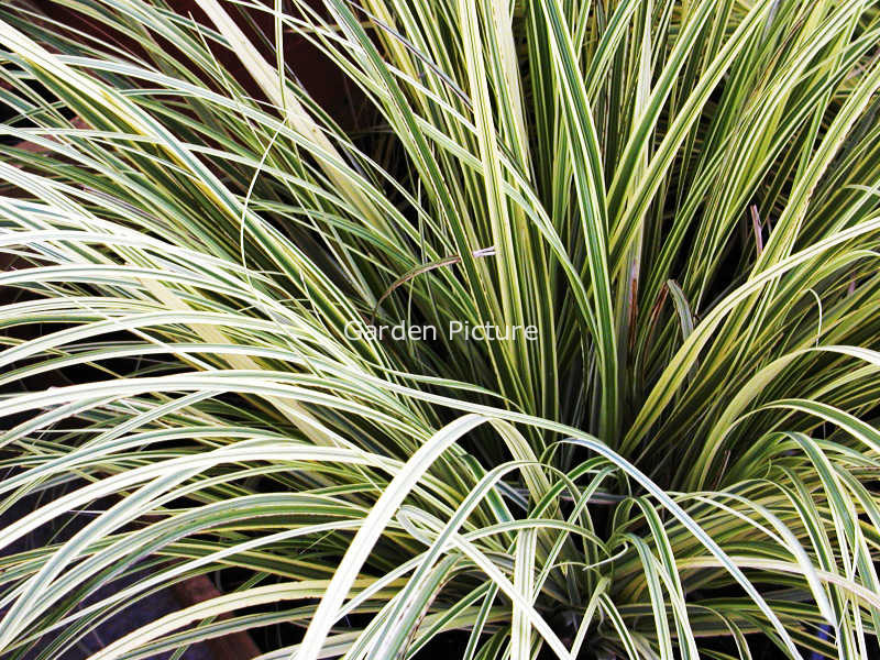 Cortaderia selloana 'Splendid Star'