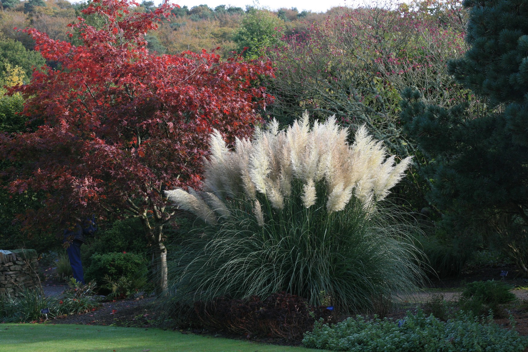 Cortaderia selloana 'Sunningdale Silver'