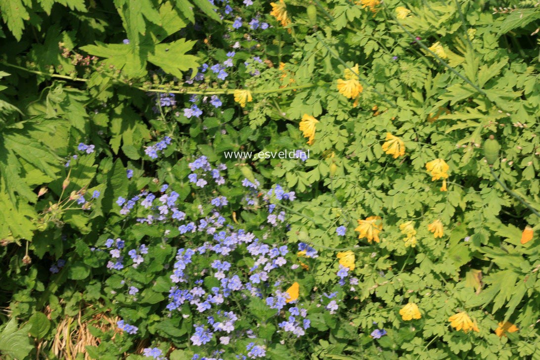 Corydalis lutea