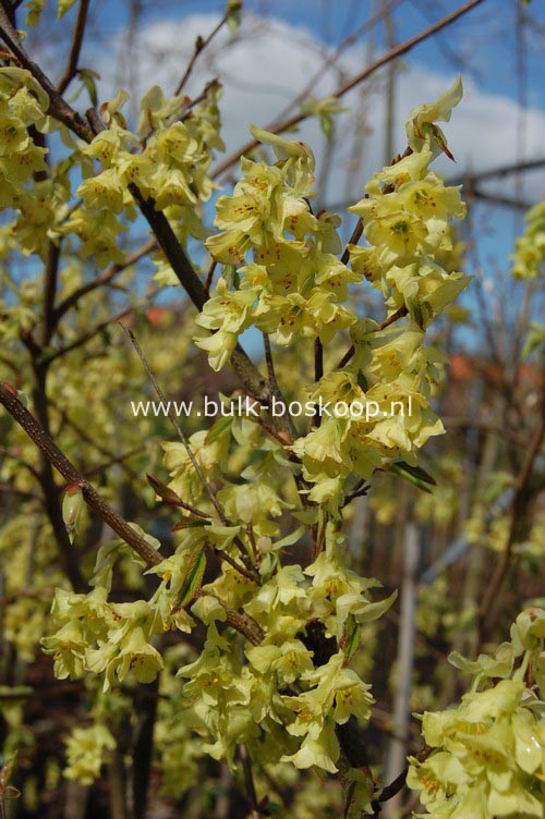 Corylopsis glabrescens 'Lemon Drop'