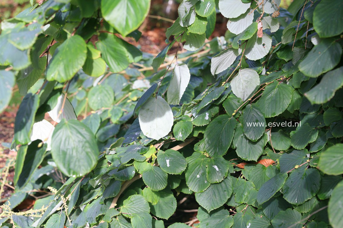Corylopsis glabrescens var. gotoana