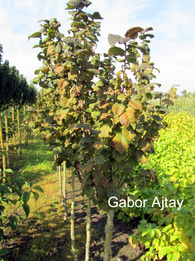 Corylus avellana 'Anny's Purple Dream'