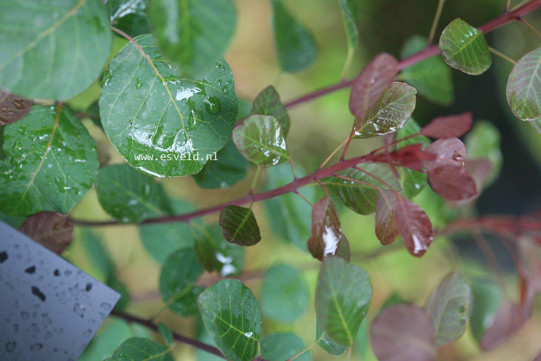 Cotinus coggygria 'Londus' (DUSKY MAIDEN)