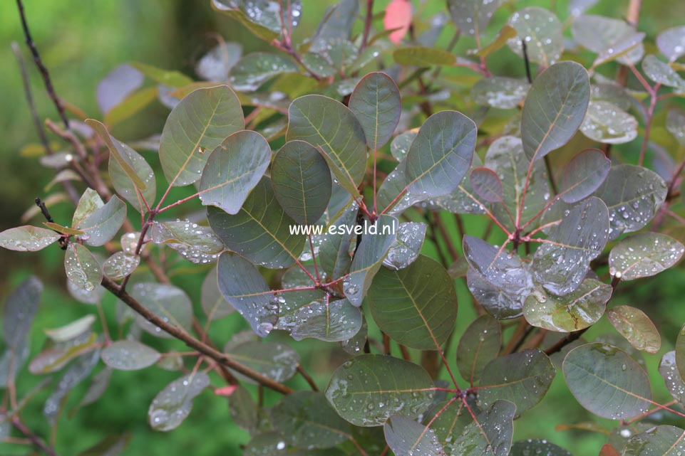 Cotinus coggygria 'Nordine'