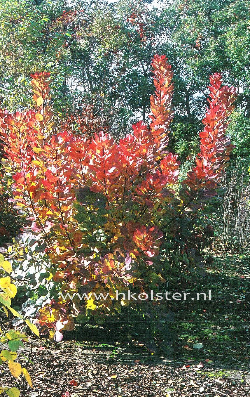 Cotinus coggygria 'Old Fashioned'