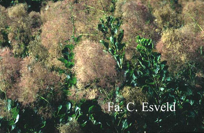 Cotinus coggygria 'Young Lady'