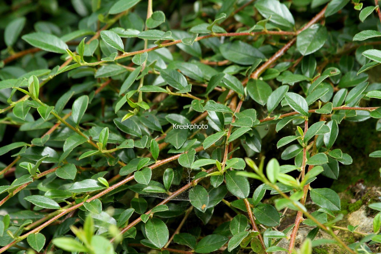 Cotoneaster congestus