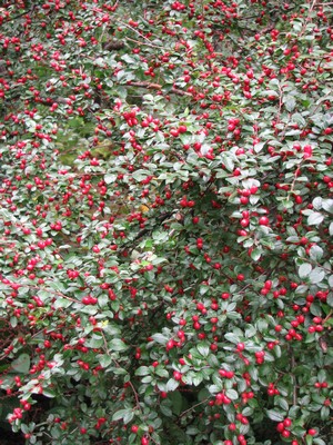 Cotoneaster divaricatus