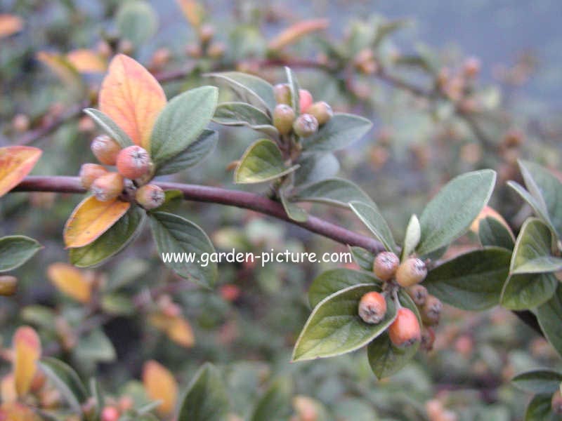 Cotoneaster hjelmqvistii