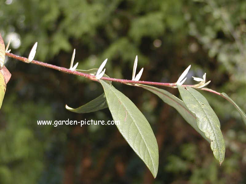 Cotoneaster salicifolius
