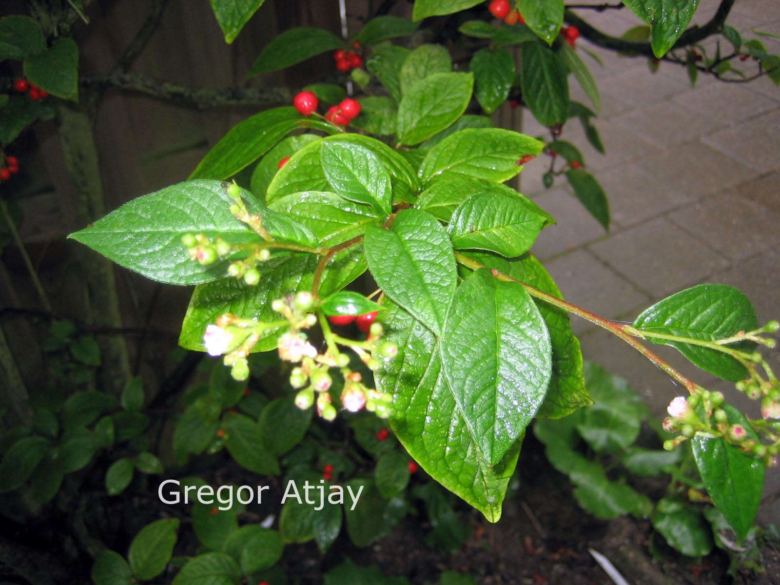 Cotoneaster simonsii
