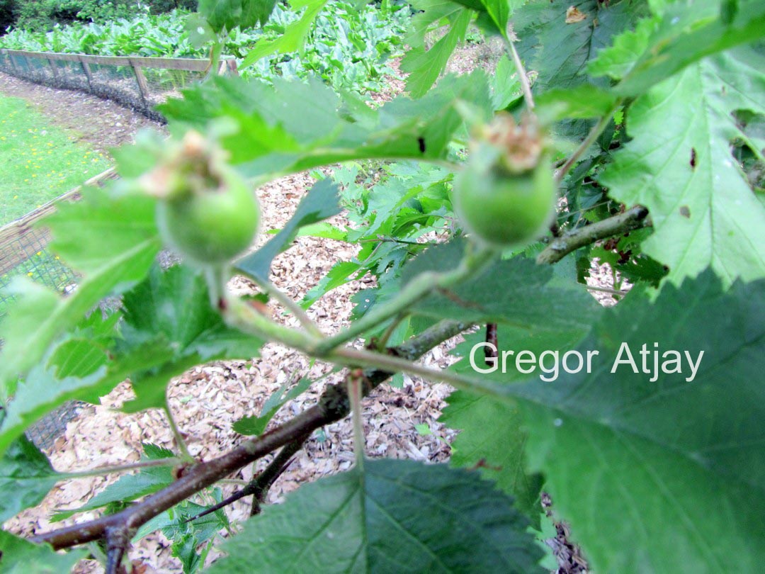 Crataegus coccinea