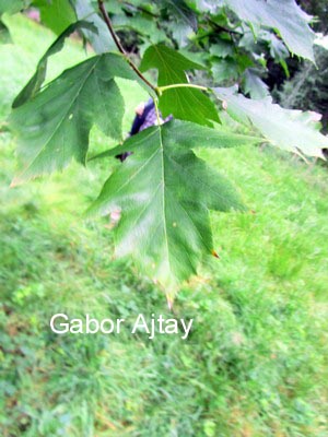 Crataegus laevigata