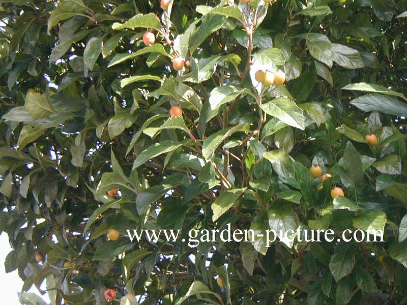 Crataegus lavallei 'Carrierei'