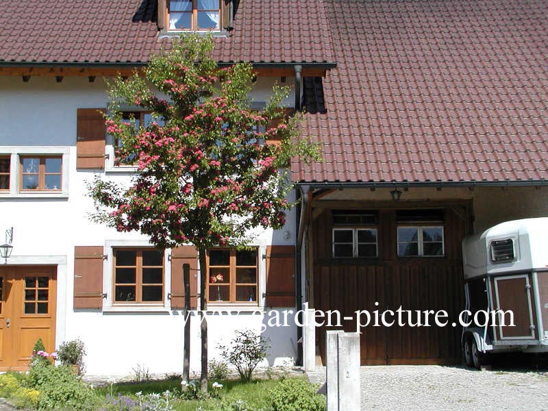 Crataegus media 'Paul's Scarlet'