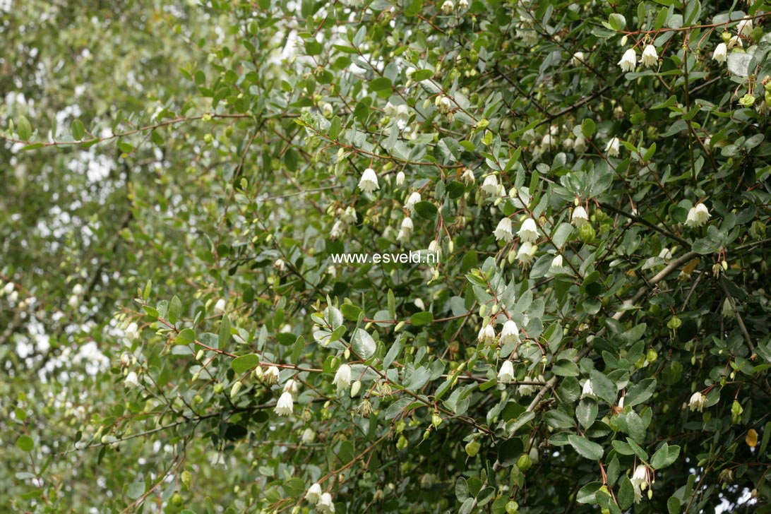 Crinodendron patagua