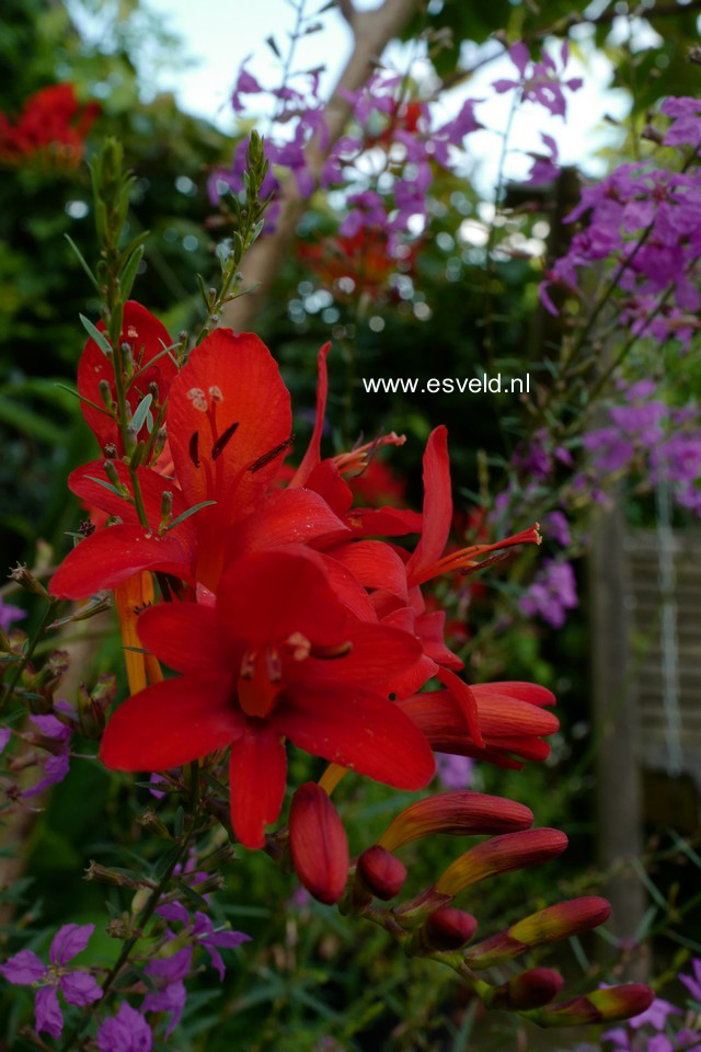 Crocosmia 'Carmine Brilliant'
