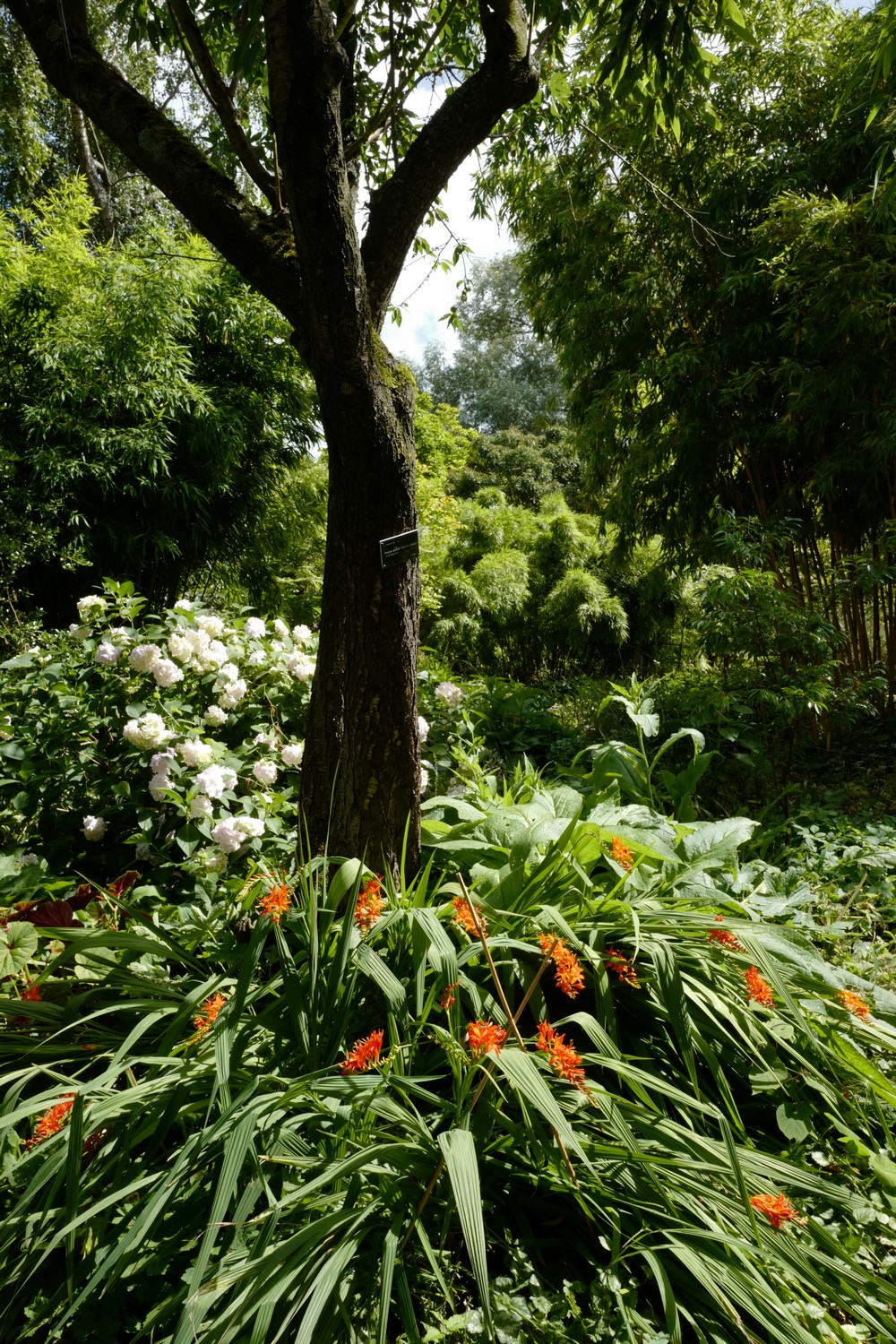 Crocosmia crocosmiiflora