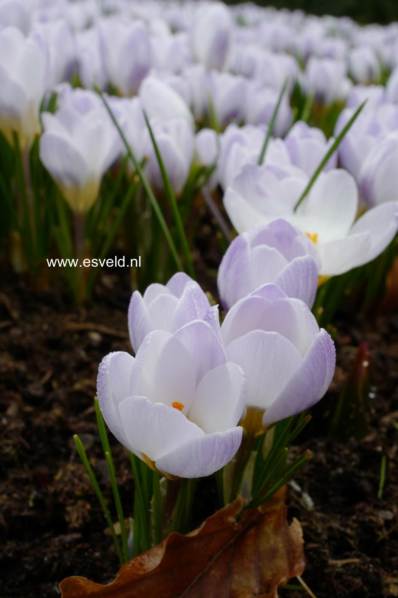 Crocus chrysanthus 'Blue Pearl'