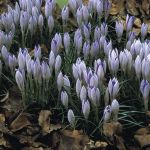 Crocus tommasinianus
