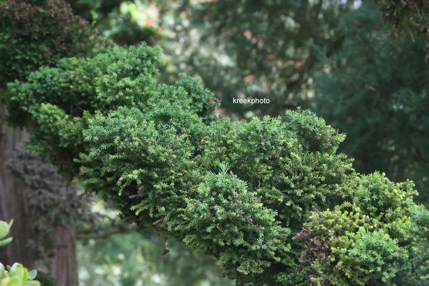 Cryptomeria japonica 'Bandai'