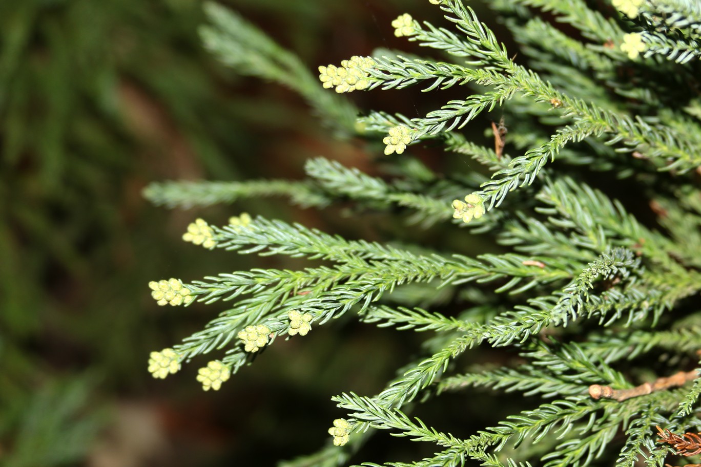 Cryptomeria japonica 'Lobbii'