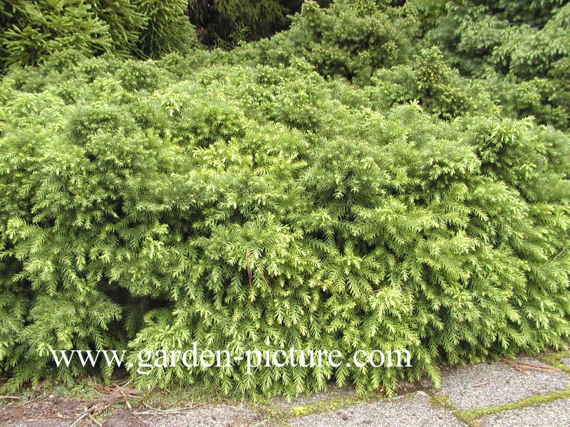 Cryptomeria japonica 'Monstrosa Nana'