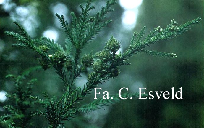 Cryptomeria japonica