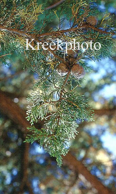 Cupressus macrocarpa