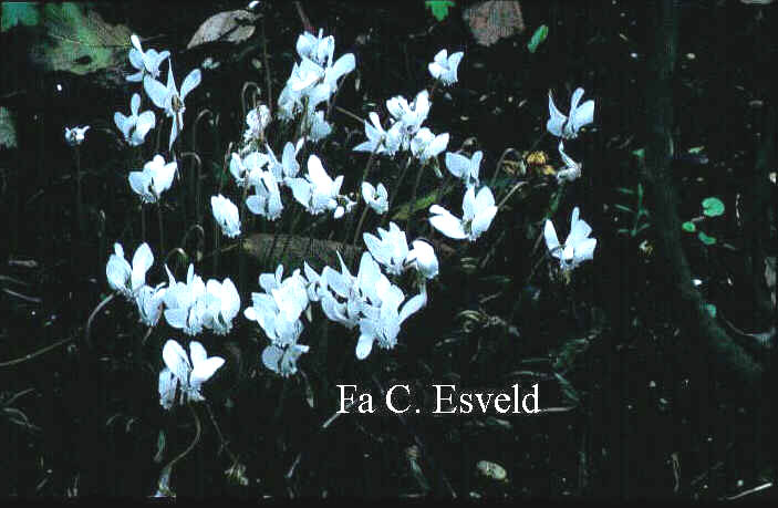 Cyclamen coum 'Album'