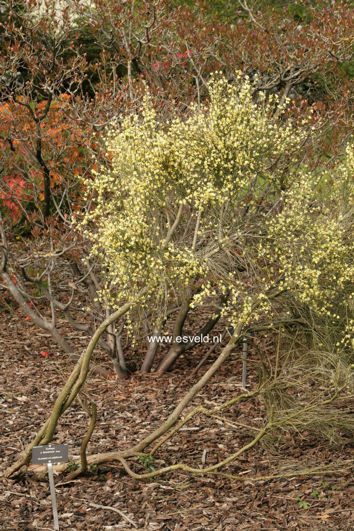 Cytisus kewensis