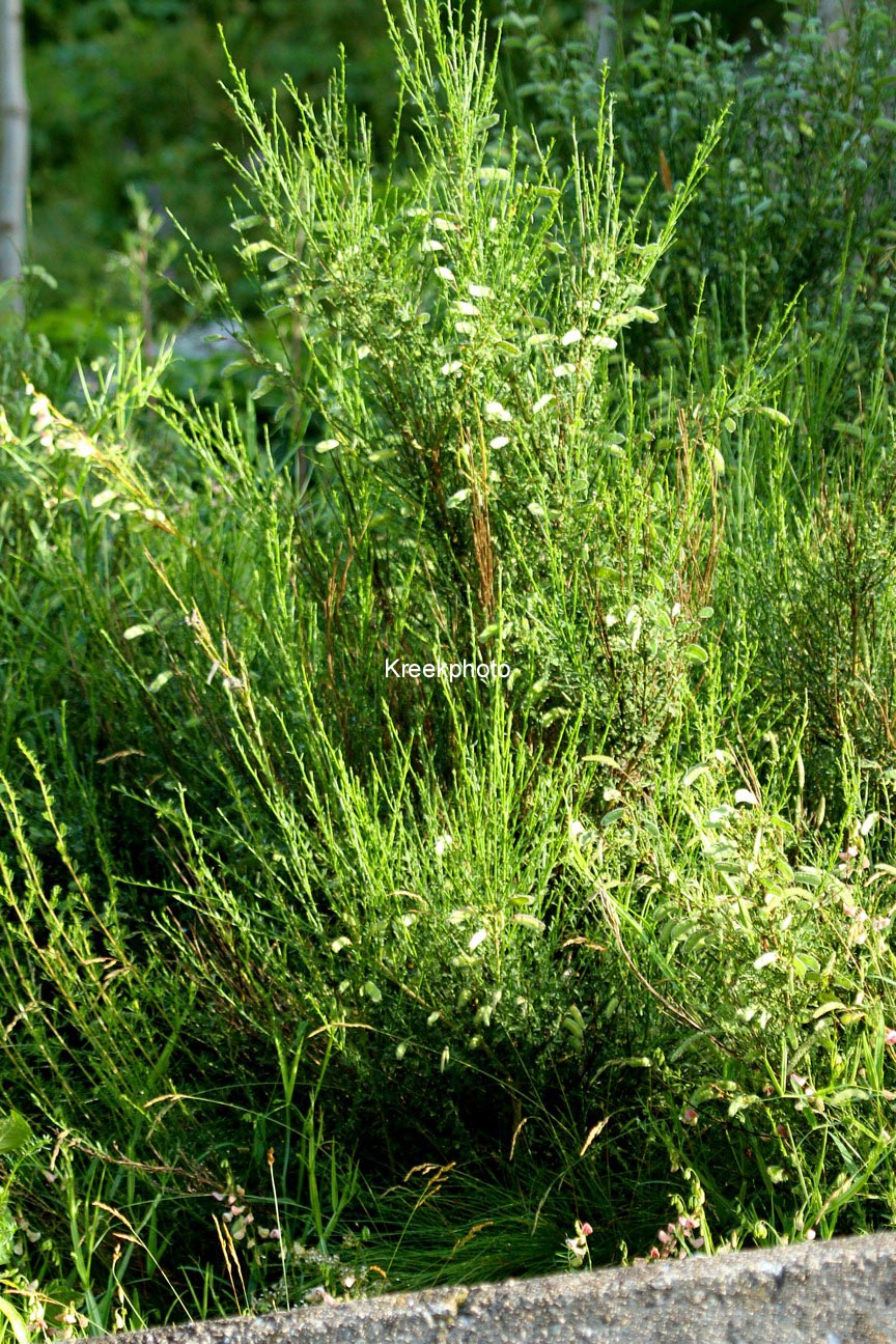 Cytisus sessilifolius