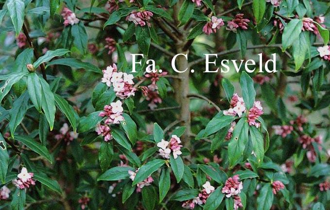 Daphne bholua 'Jacqueline Postell'