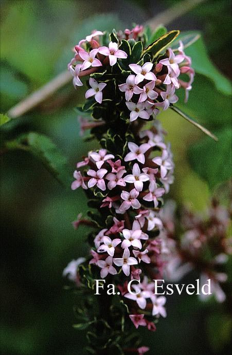 Daphne burkwoodii 'Astrid'