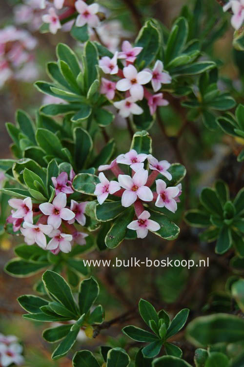 Daphne burkwoodii 'Jan Dekker'