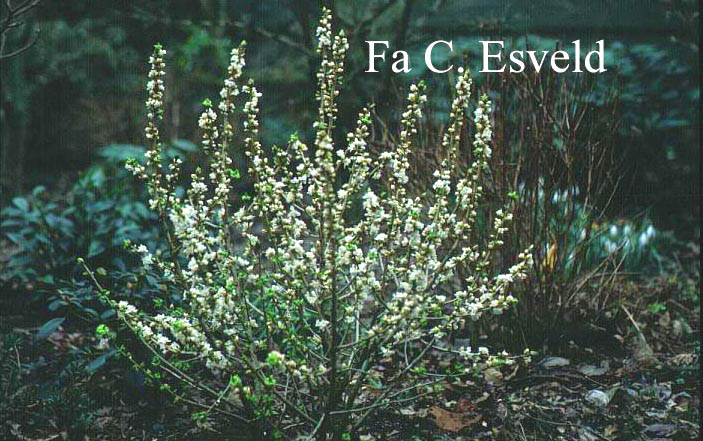 Daphne mezereum 'Alba'