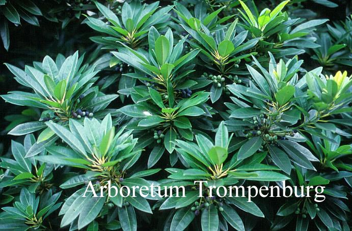 Daphniphyllum humile