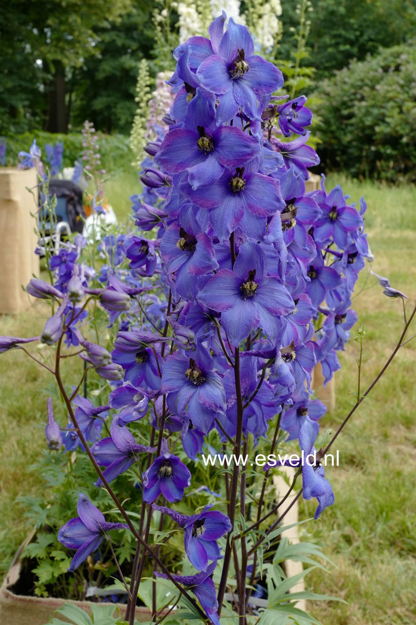 Delphinium 'Finsteraarhorn'