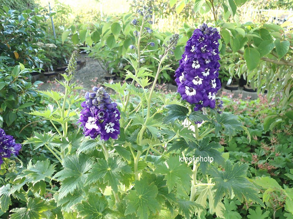 Delphinium 'Magic Fountains'