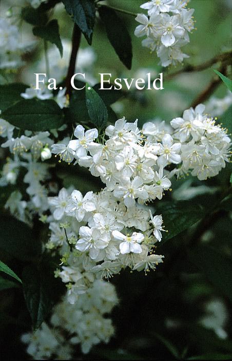 Deutzia parviflora